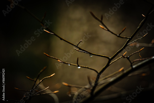 branch with raindrops