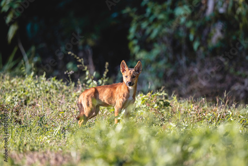 Obraz na plátne Australian dingo