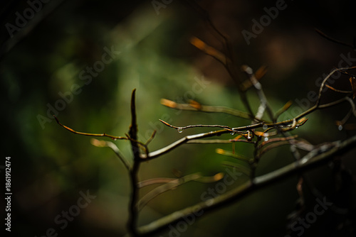 branch with raindrops