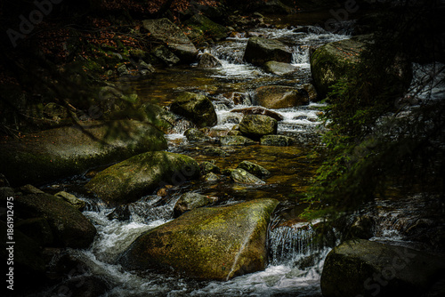 River in the forest