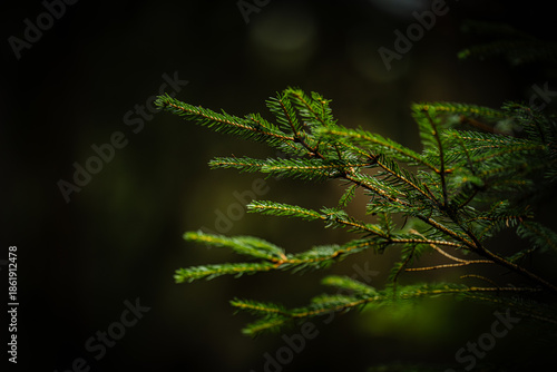 conifer in the forest