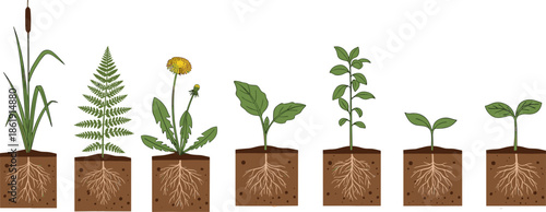 Collection of various plant species with detailed underground root systems including fern, dandelion, grass, and seedlings isolated on white background.