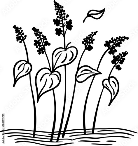 wildflowers with heart shaped leaves blooming in a natural meadow setting with tall stems and scattered petals