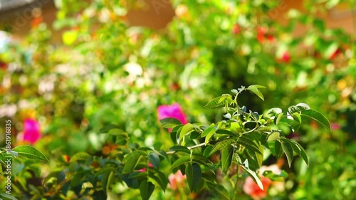 Beautiful video of green branches of rosehip swaying on sunny summer day on background of blurred colorful background of rose bushes with flowers, round bokeh effect. Natural surroundings of garden