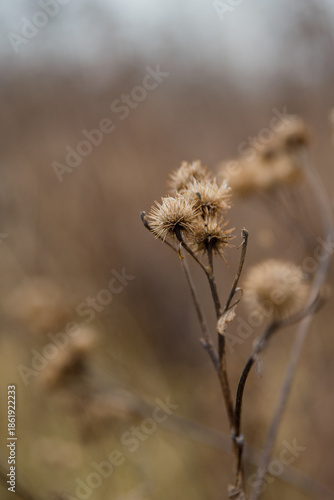 Close-up of dried wildflowers with soft, muted background. The scene captures the essence of nature in a tranquil setting.
