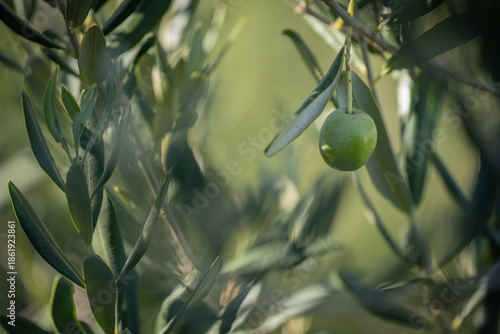 Single green olive ripening on a branch in a Mediterranean sunshine