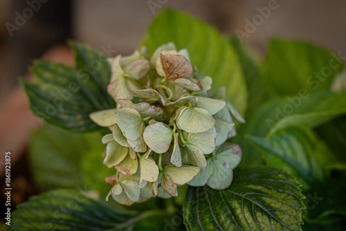 Close-up of a blooming hydrangea flower with delicate green and brown petals