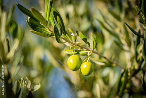 Two green olives ripening on a branch in bright Mediterranean sunlight