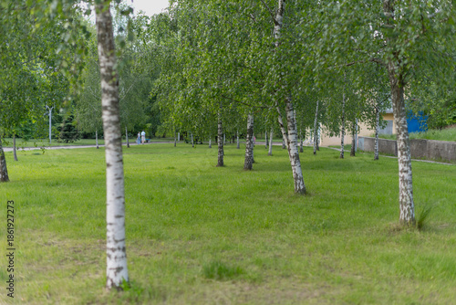 A serene park scene with several birch trees and a grassy area. The landscape is lush and green, providing a peaceful outdoor environment.