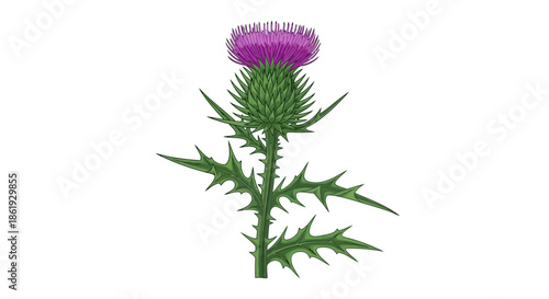 Detailed Thistle Flower Illustration on White Background