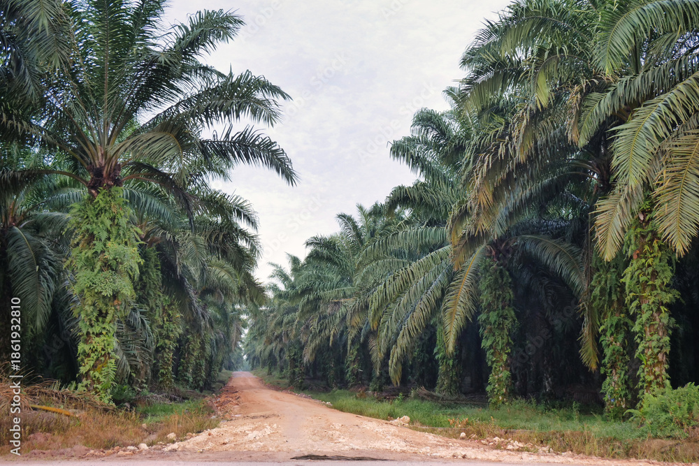 Obraz premium Dirt Road Leading Through a Tropical Oil Palm Plantation