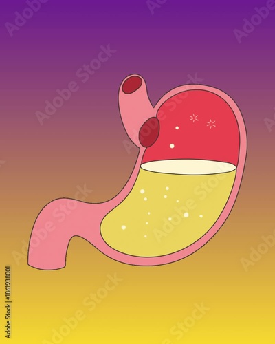 stomach with most of the food consumed 