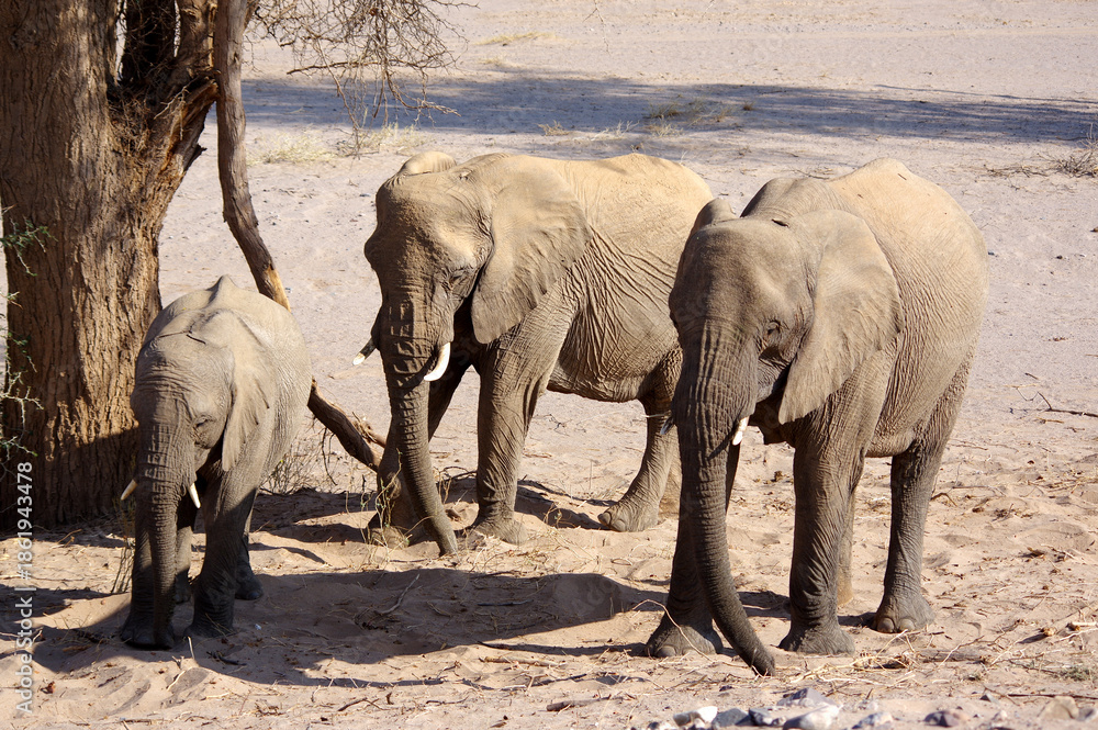 Fototapeta premium Éléphants en Namibie