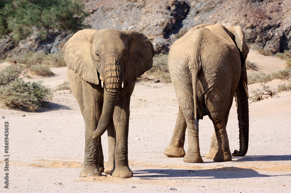 Fototapeta premium Éléphants en Namibie 