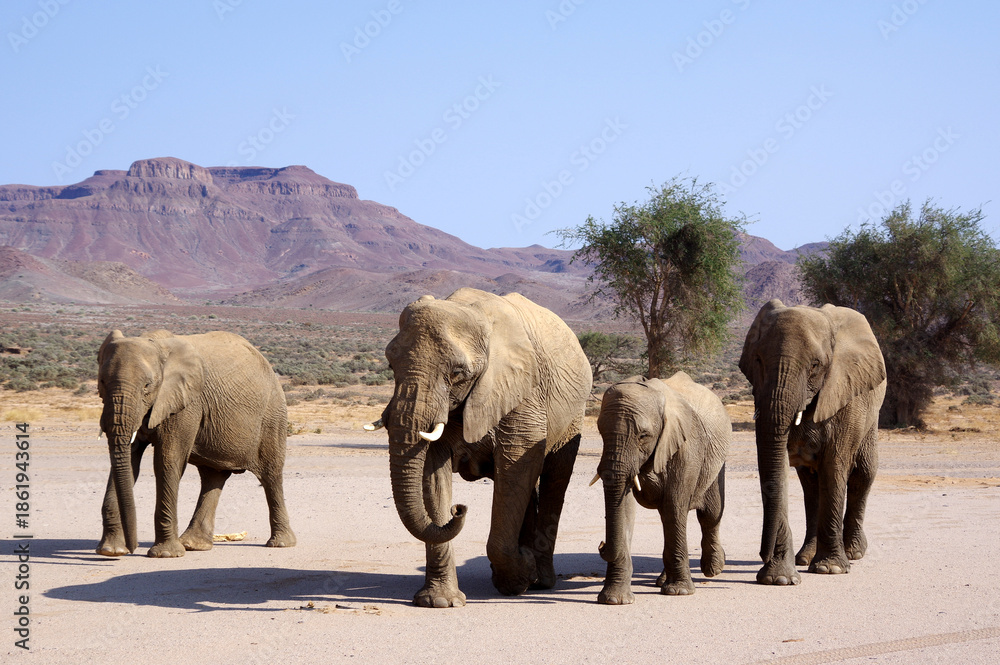 Fototapeta premium Éléphants en Namibie 