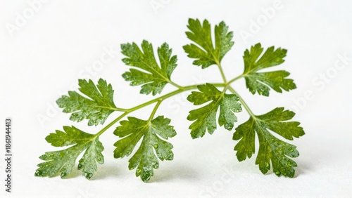 Wallpaper Mural Parsley leaves with water droplets on white background Torontodigital.ca