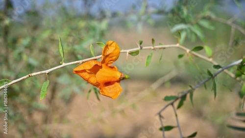 orange flower 