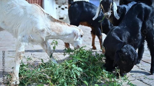 goats are eating green leaves, goat baby's on poor home 