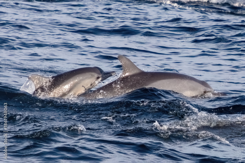 Fototapeta premium Mother and baby bottlenose dolphins (Tursiops aduncus) leaping from the waters off the coast of northern Bali, Indonesia. 