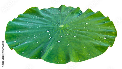 Isolated vibrant green lotus leaf with water droplets, against a stark black background