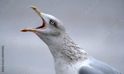 The European herring gull or simply herring gull is a large gull, up to 66 cm long. It breeds throughout the northern and western coasts of Europe