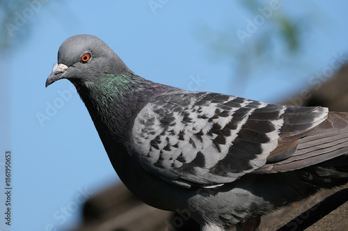 Feral pigeons are birds derived from domesticated populations of the rock dove, descendants that have escaped and are living independently from humans, having gone 