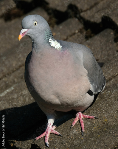 The common wood pigeon, also known simply as the wood pigeon, is a large species in the dove and pigeon family, native to the western Palearctic. It belongs to the genus Columba.