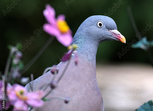 The common wood pigeon, also known simply as the wood pigeon, is a large species in the dove and pigeon family, native to the western Palearctic. It belongs to the genus Columba.
