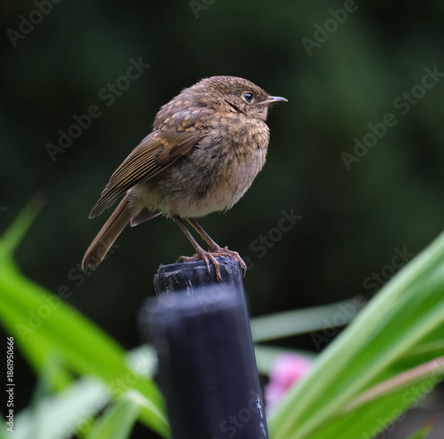 The European robin, known simply as the robin or robin redbreast in the British Isles, is a small insectivorous passerine bird that belongs to the Old World flycatcher family Muscicapidae. 