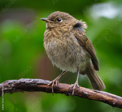 The European robin, known simply as the robin or robin redbreast in the British Isles, is a small insectivorous passerine bird that belongs to the Old World flycatcher family Muscicapidae. 