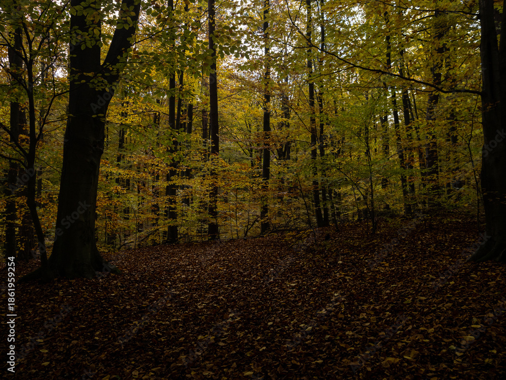 Fototapeta premium autumn in the black woods
