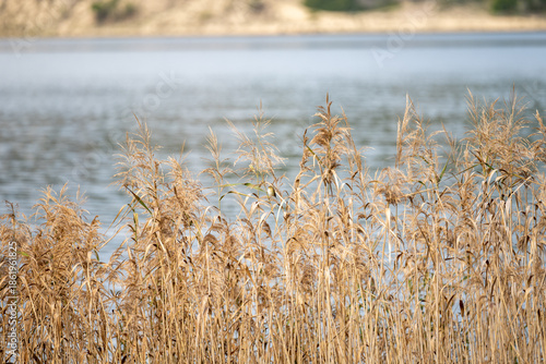 Reeds and calm lagoon water near Albufeira
