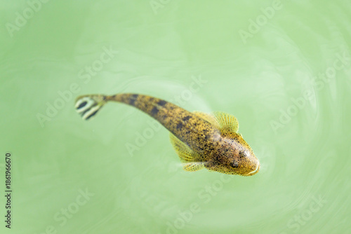 水面近くを泳ぐマゴチ