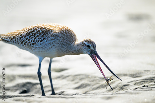 カニを捕まえて食べるオオソリハシシギ
