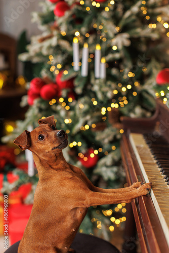 Miniature Pinscher puppy playing a Christmas piano