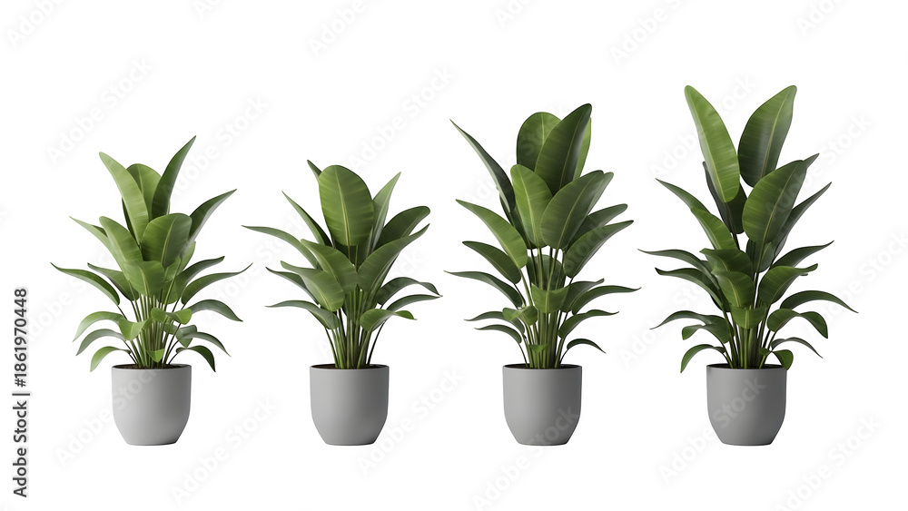 Fototapeta premium Four potted plants isolated on transparent background