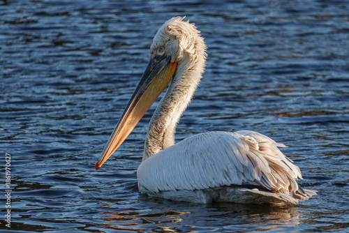Pelikan im Münsterland