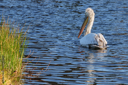 Pelikan im Münsterland
