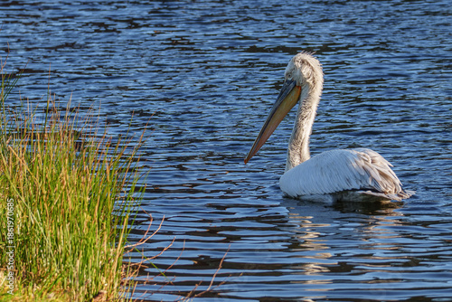 Pelikan im Münsterland