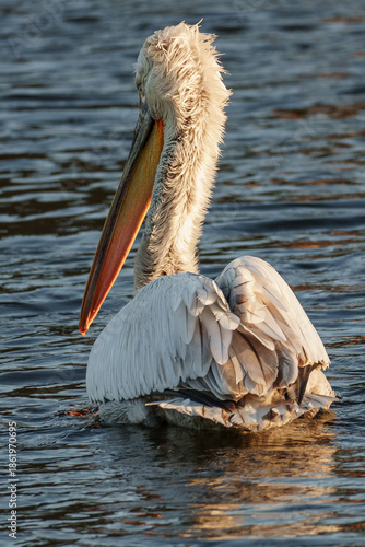 Pelikan im Münsterland