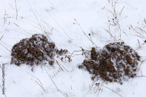 A close-up view shows molehills with freshly dug moist earth rising above the pristine white snow during a snowfall. The dark soil with remnants of dry vegetation creates a sharp graphic contrast with