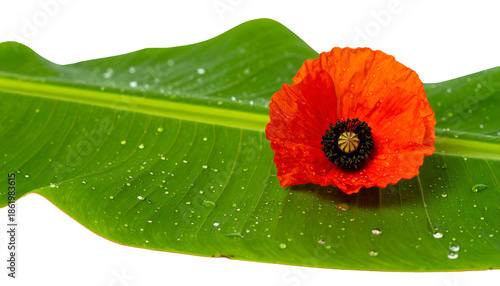 A vibrant orange poppy rests on a green leaf with water droplets, isolated on black