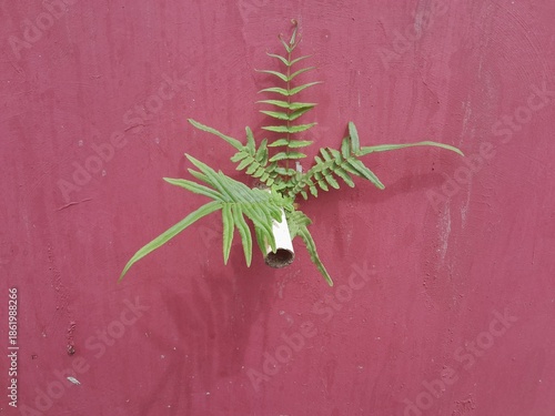 Wild plants that grow abundantly in the corners and crevices of concrete buildings.