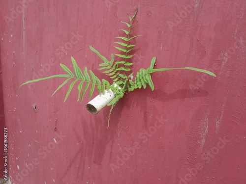 Wild plants that grow abundantly in the corners and crevices of concrete buildings.