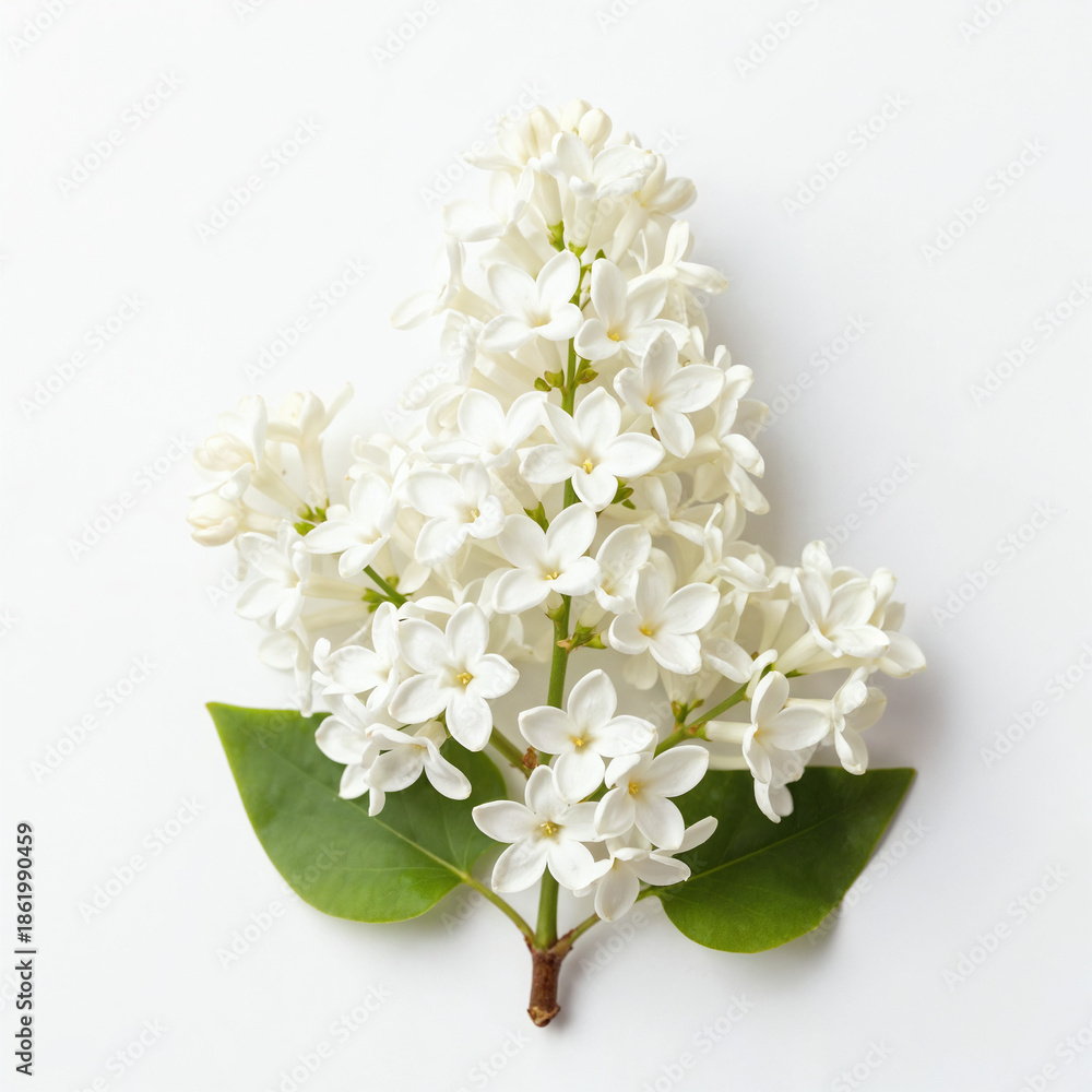 Fototapeta premium Blooming white lilac branch isolated on white for spring wedding card design