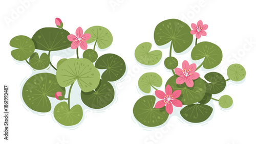 Two clusters of vibrant pink water lilies gracefully blooming amidst lush green lily pads, creating a beautiful and serene aquatic floral arrangement.