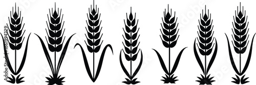 Wheat crop silhouettes set, grain agriculture plant symbols collection, harvest farming botanical elements, organic food concept, cad drawing flat vector illustration