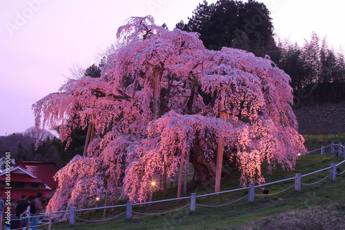 三春町　滝桜のライトアップ