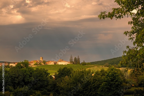 Vineyard at sunset