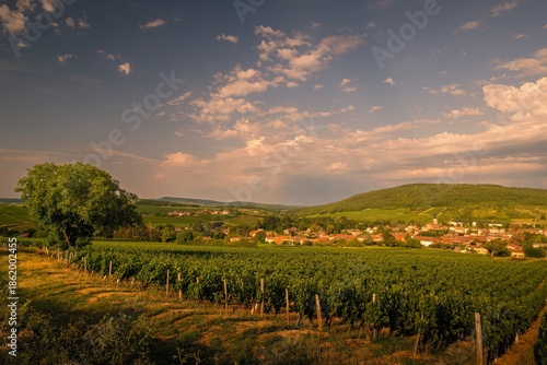 Vineyard at sunset